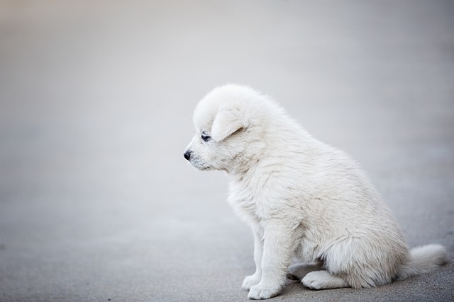 What to feed dogs when teething?