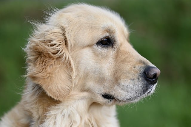 What is a yearly check up for a dog