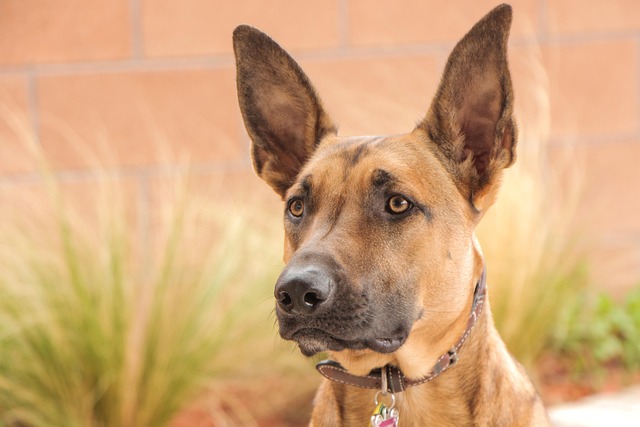 How to train a Belgian Malinois to Fetch and bring things back?