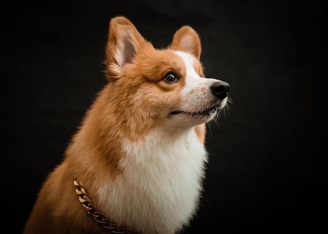 What is a fungal infection in a dog's nose?