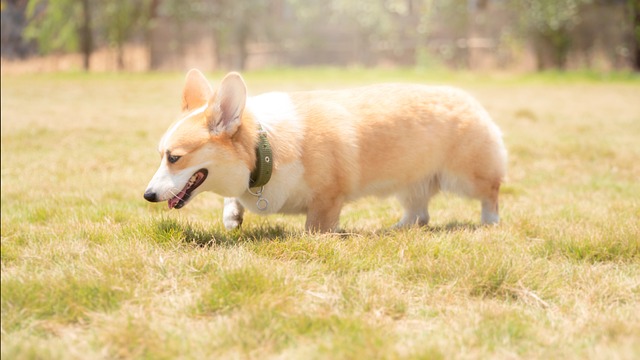 How do I get my dog to eat after dental surgery?