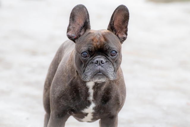 How do I gain my dog’s trust