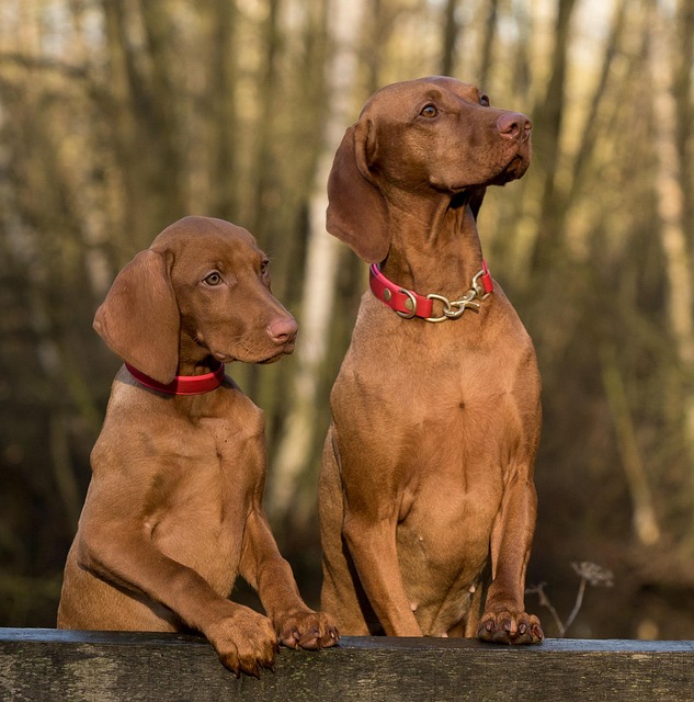 Can vinegar be used to treat fungal infections in dogs?