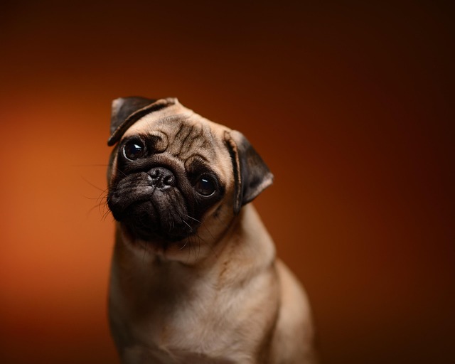 How long does it take for a dog to heal after having teeth pulled?