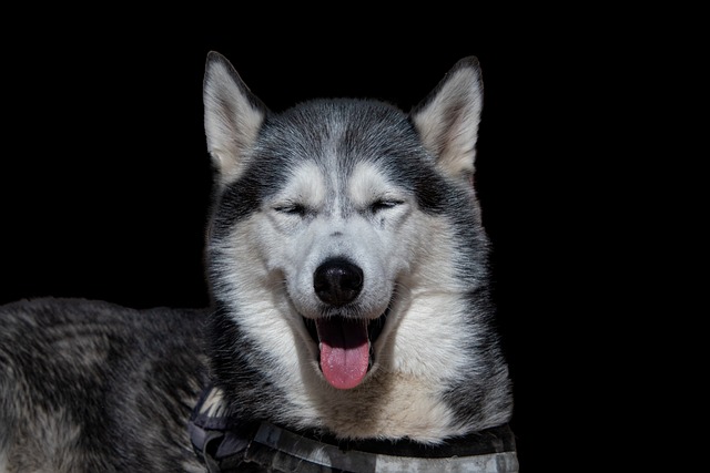 How long does it take to train dogs for odor recognition