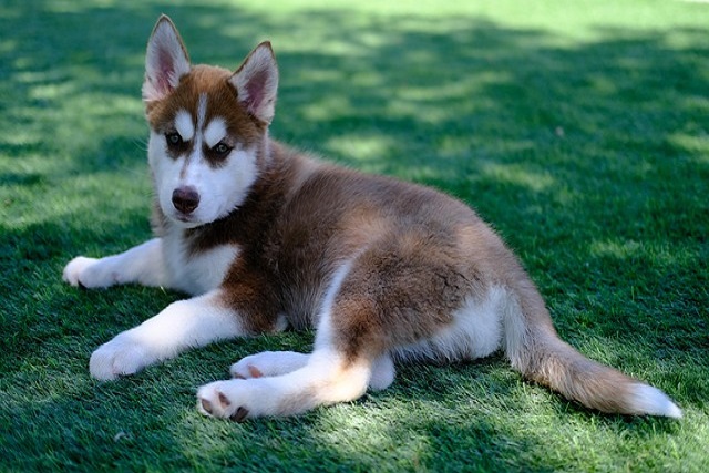 How do I groom my long - haired dog