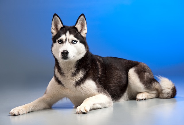 Are Huskies easy to potty train?