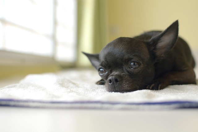 How to potty train a chihuahua puppy?
