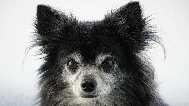 At what age should a Chihuahua be fully potty trained?