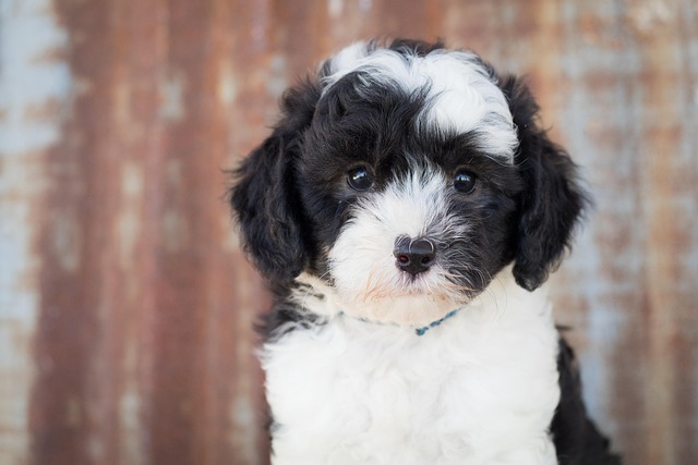 How to take care of a newborn puppy