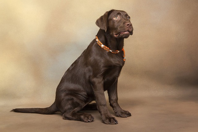 How to potty train a Labrador retriever?