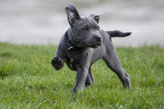 What is the hardest trick to teach your dog?