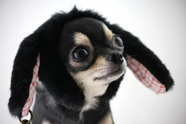 where not to pet a dog