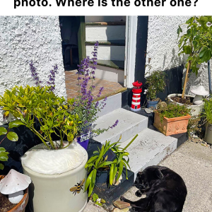 Only the most perceptive will be able to spot the two cats in this photo: can you see them?