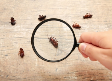 Best Pest Control Services With Great Deals