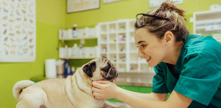 What You Need to Know About Pet Insurance and Pet Vaccinations