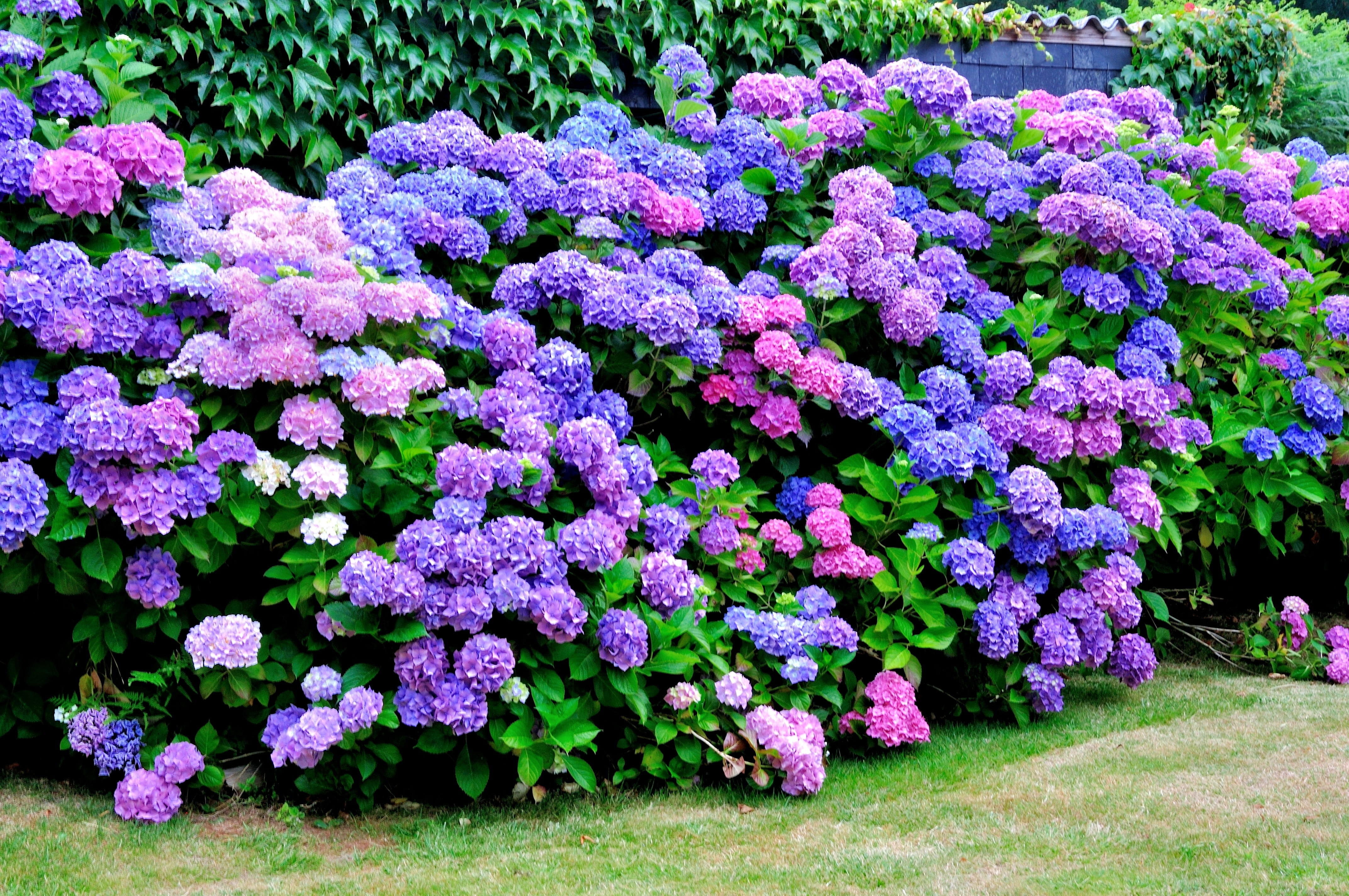 Hydrangeas: The Showstoppers of Your Garden