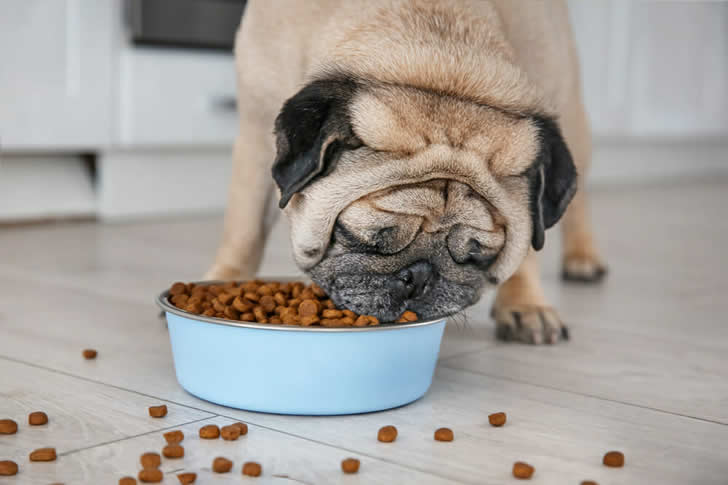 Choosing Dog Food: Wet vs. Dry Options